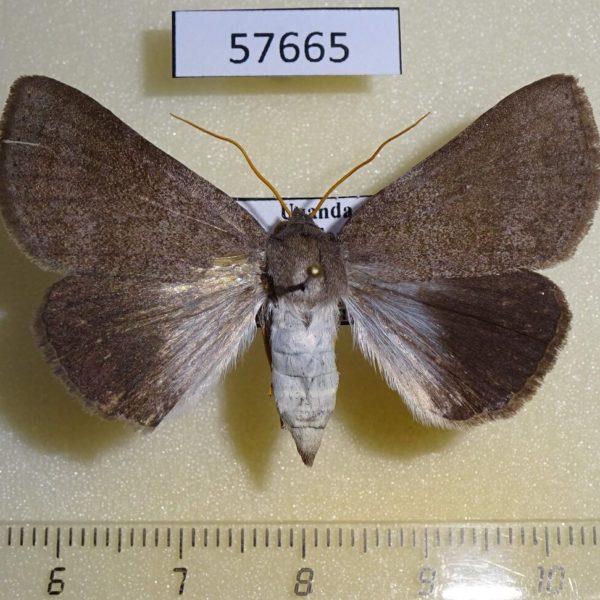 Noctuidae Callophisma flavicornis f Uganda