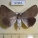 57665p Noctudae Callophisma flavicornis f Uganda $10