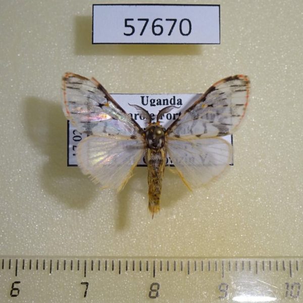 Lymantridae Rhypopteryx rubripunctata Uganda