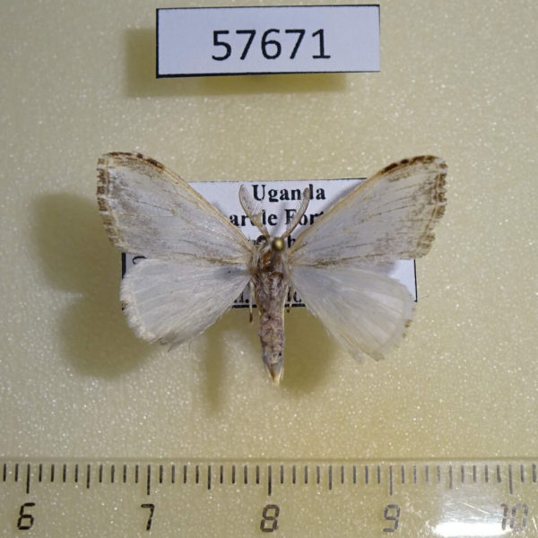 Lymantridae sp. Uganda