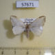 57671p Lymantridae sp. Uganda $4