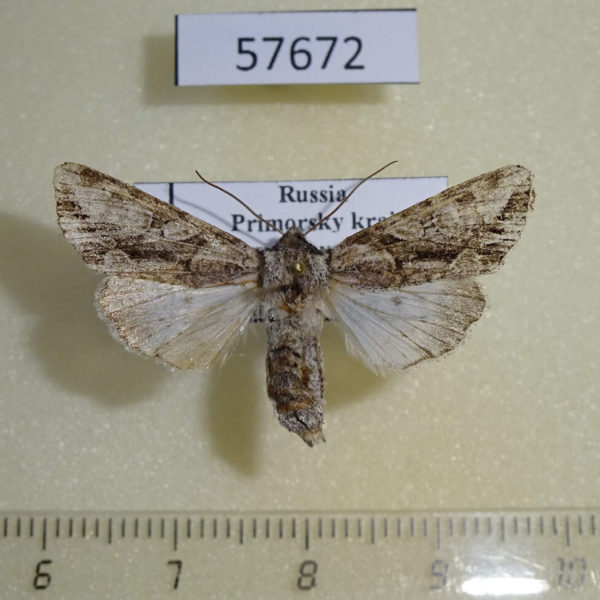Noctuidae Xylopolia bellula Primorye