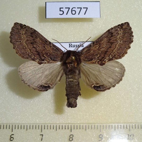 Notodontiidae Ptilodon hoegei Primorye