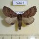 57677p Notodontiidae Ptilodon hoegei Primorye $6