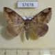 57678p Noctuidae Dysgonia palpalis Uganda $8