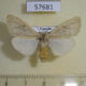 57681p Lymantridae Tamsita habrotima f Uganda $9