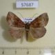 57687p Noctuidae sp. Uganda $6