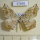 57695p Geometridae Geolyces variegata Uganda $7