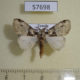 57698p Lymantridae Dasychira glovera Uganda $7