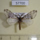 57700p Lymantridae Rhypopteryx sp. Uganda $12