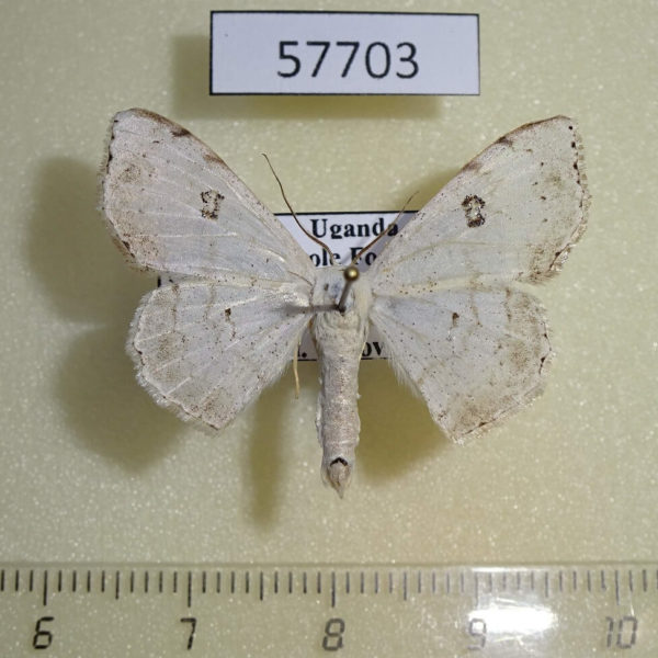 Geometridae Problepsis figurata Uganda
