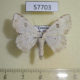 57703p Geometridae Problepsis figurata Uganda $6