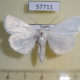 57711p Noctuidae Chasmina tibialis Uganda $9
