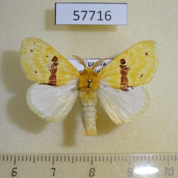 Lymantridae Euproctis molunduana Uganda