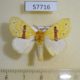 57716p Lymantridae Euproctis molunduana Uganda $9