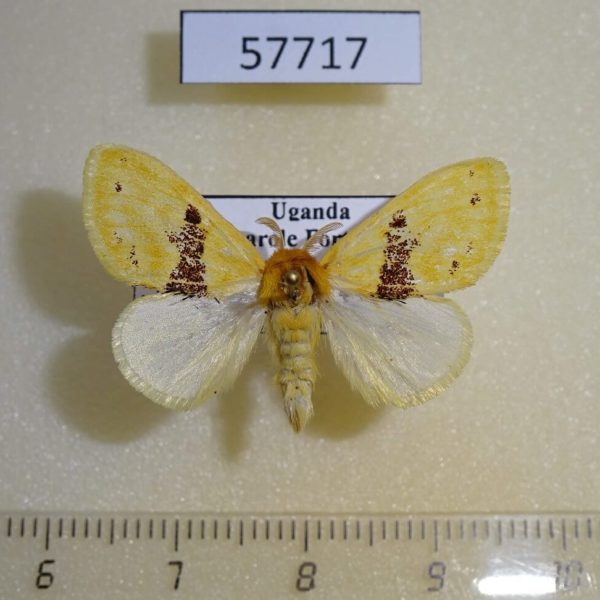 Lymantridae Euproctis molunduana Uganda