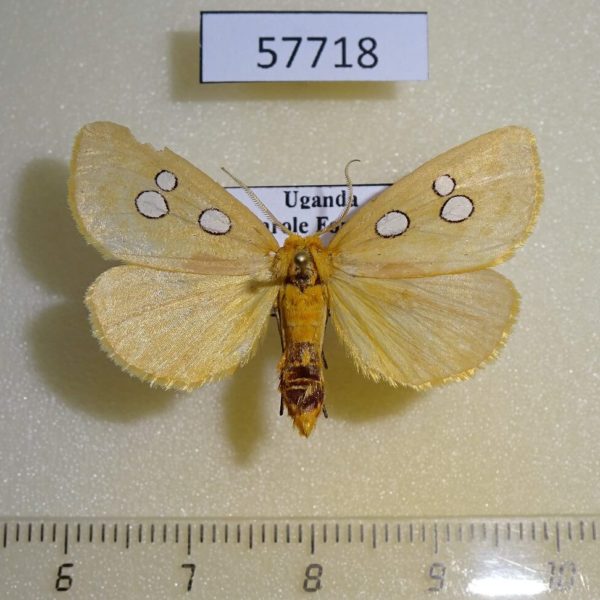 Noctuidae Rhanidophora cinctigutta Uganda