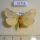 57718p Noctuidae Rhanidophora cinctigutta Uganda $9