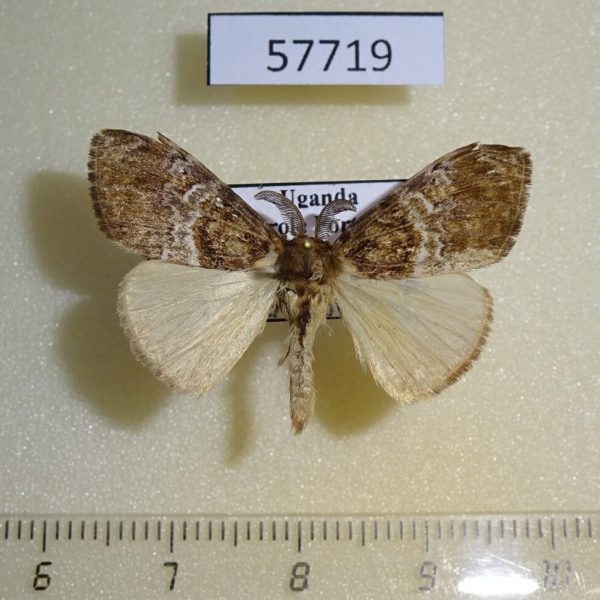 Lymantridae Argyrostagma niobe Uganda