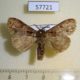 57721p Lymantridae sp. Uganda $5