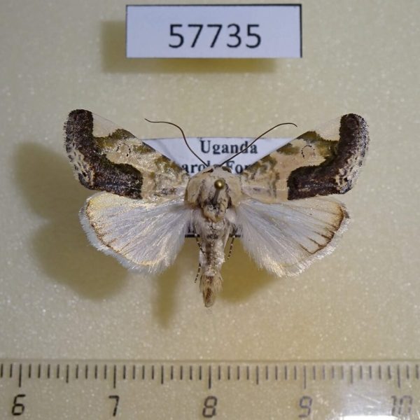 Noctuidae Acontia paratrigona Uganda