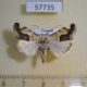 57735p Noctuidae Acontia paratrigona Uganda $15