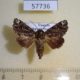 57736p Noctuidae Callopistria nephrosticta Uganda $9