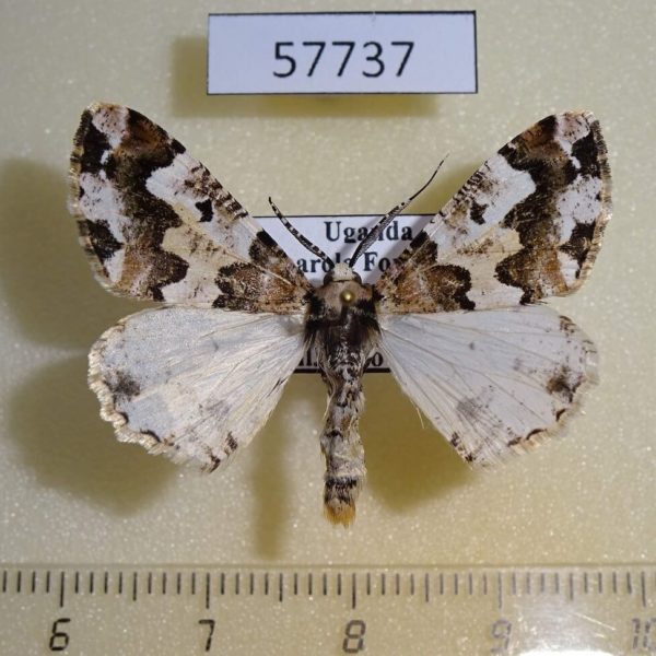 Geometridae Oedicentra albipennis Uganda