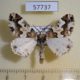 57737p Geometridae Oedicentra albipennis Uganda $7
