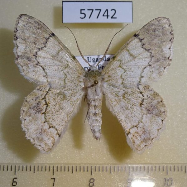 Geometridae Pingasa commutata Uganda