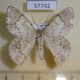 57742p Geometridae Pingasa commutata Uganda $6