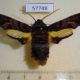 57748p Sphingidae Sphecodina caudata Primorye $20