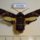 57749p Sphingidae Sphecodina caudata Primorye $18