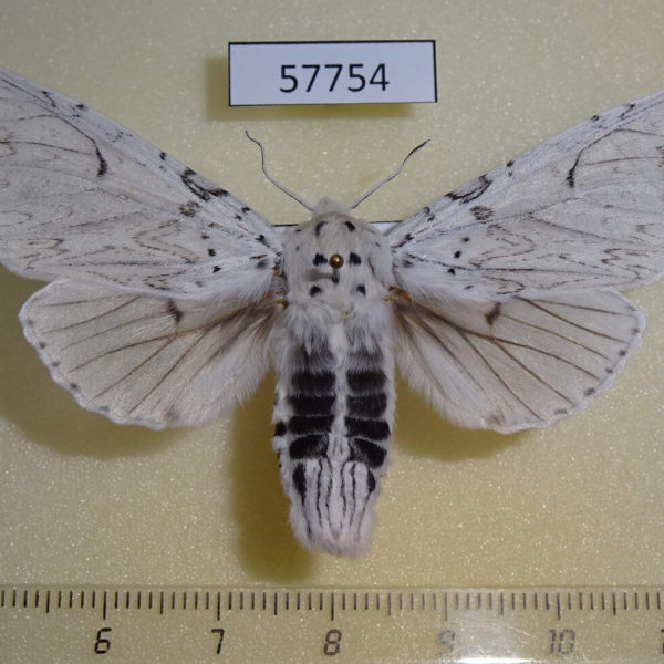 Notodontiidae Cerura erminea f Tyva rep.