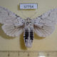 57754p Notodontiidae Cerura erminea f Tyva rep. $10