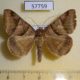 57759p Noctuidae Mocis mayeri Uganda $6