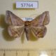 57764p Noctuidae Macaldenia palumbiodes Uganda $6