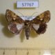 57767p Noctuidae Aedia squamosa f Uganda $7
