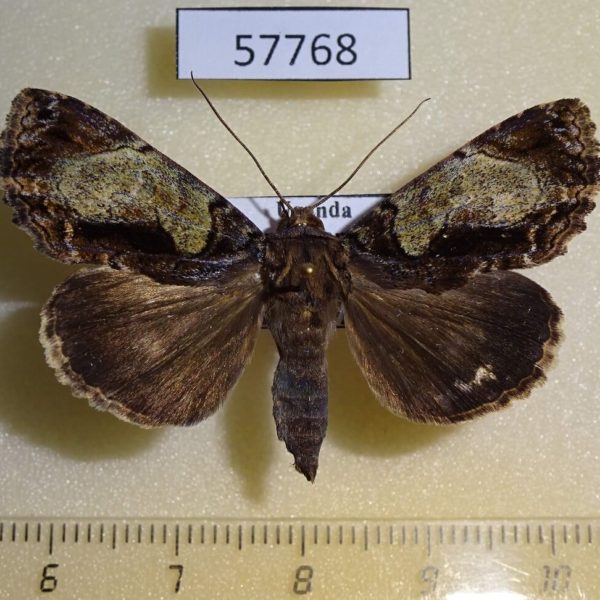 Noctuidae Ercheia subsignata Uganda
