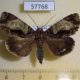 57768p Noctuidae Ercheia subsignata Uganda $10