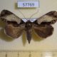 57769p Noctuidae Ercheia subsignata Uganda $10