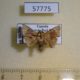 57775p Limacodidae Trachyptena nigromaculata Uganda $5