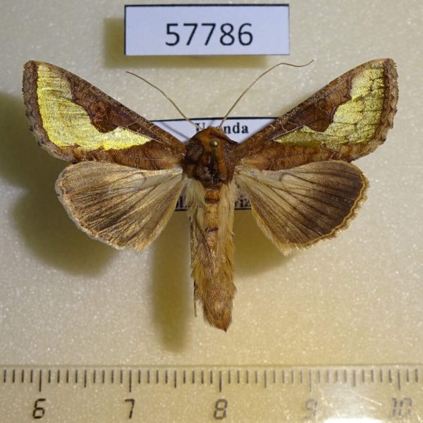 Noctuidae Thysanoplusia orichalcea Uganda