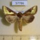 57786p Noctuidae Thysanoplusia orichalcea Uganda $8