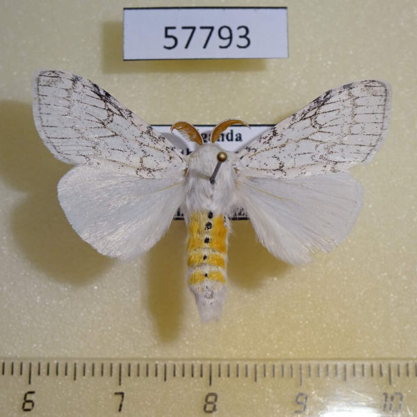 Lymantridae Eudasychira georgiana Uganda