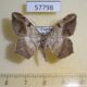 57798p Geometridae Chiasmia fulvimargo Uganda $8