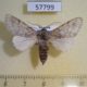 57799p Notodontiidae Epicerura steniptera Uganda $7