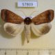 57803p Noctuidae Ophiusa finifascia Uganda $10