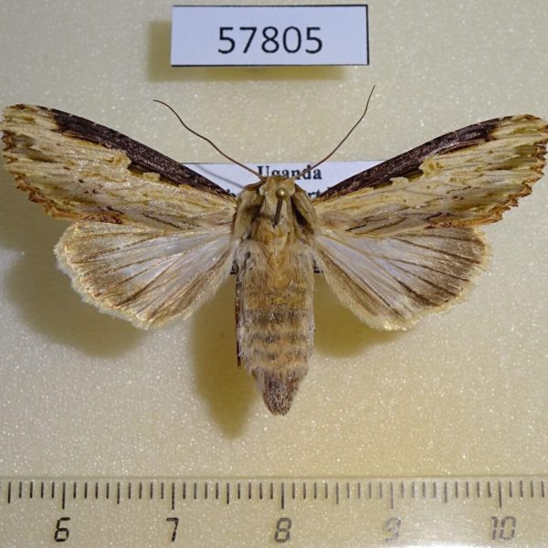 Noctuidae Neostichtis nigricostata f Uganda