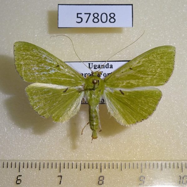 Crambidae Parotis sp. Uganda